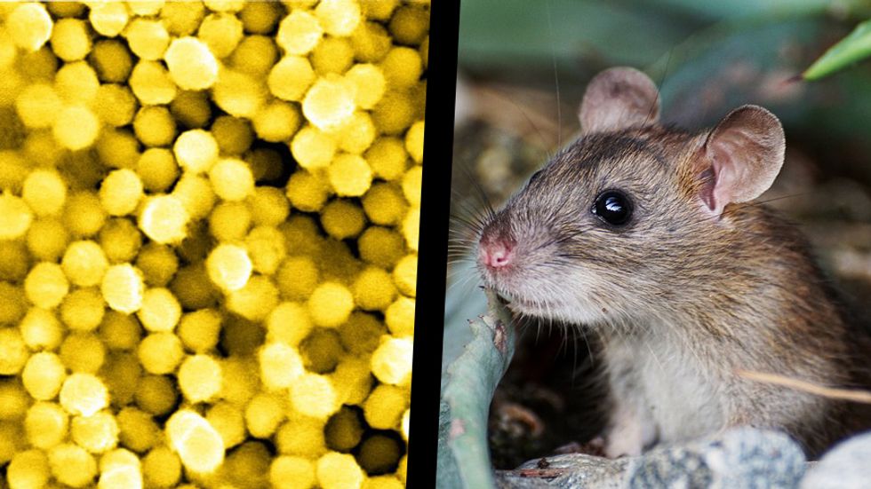 Researchers developed artificial photoreceptors based on gold nanoparticle-decorated titania nanowire arrays to restore visual responses in the blind mice.