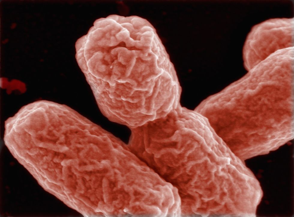 Bacteria.