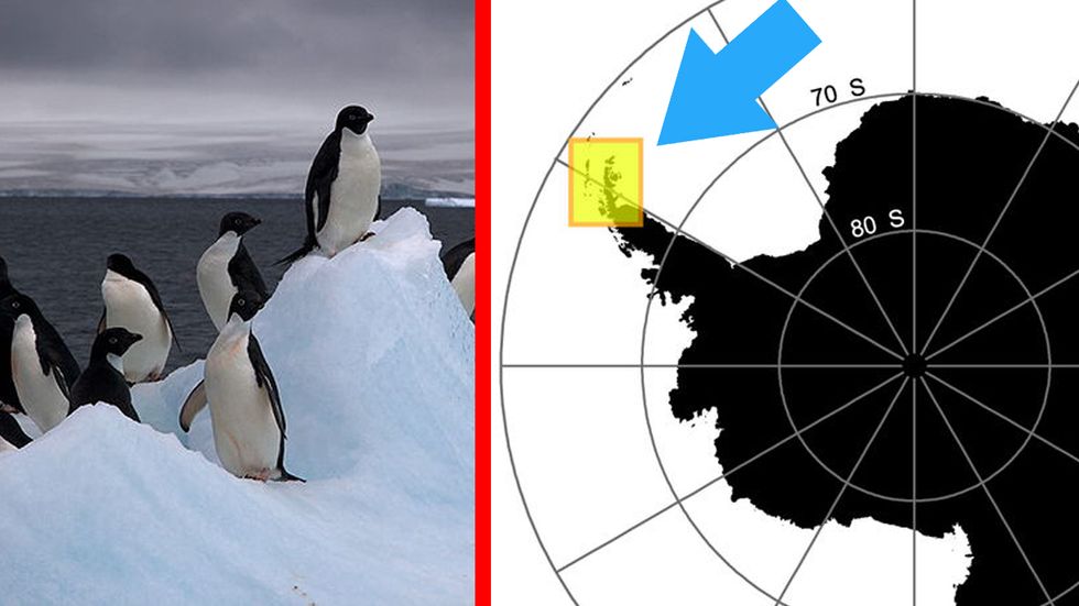 Adelie penguin super-colony in Antarctica