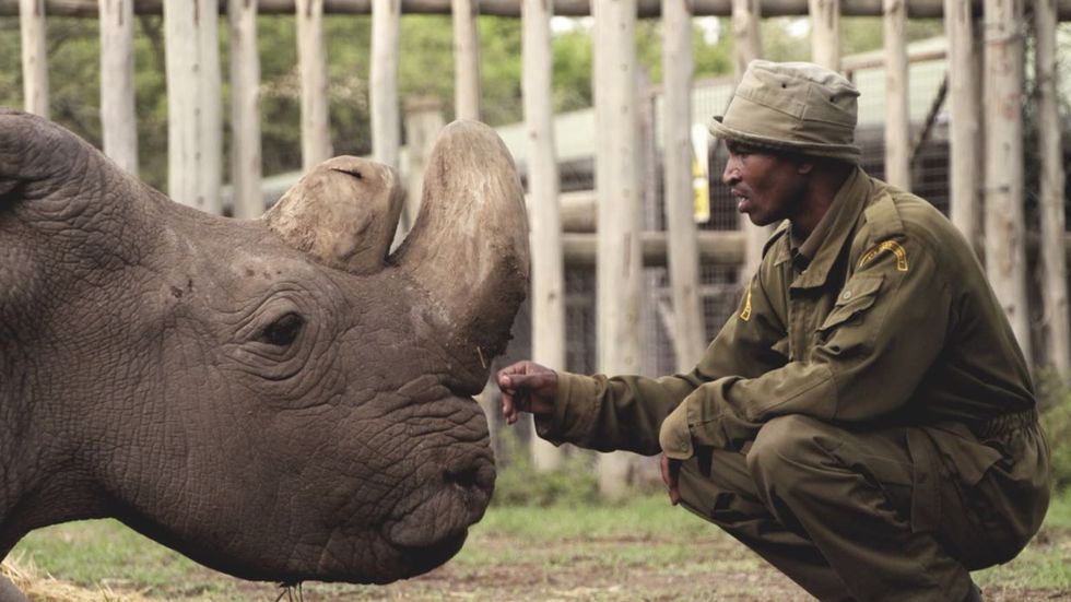 Sudan the northern white rhino has died