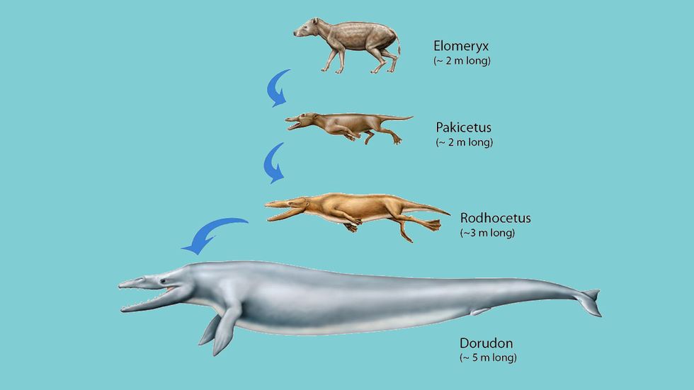 Whale evolution. Image: John Klausmeyer/University of Michigan Museum of Natural History
