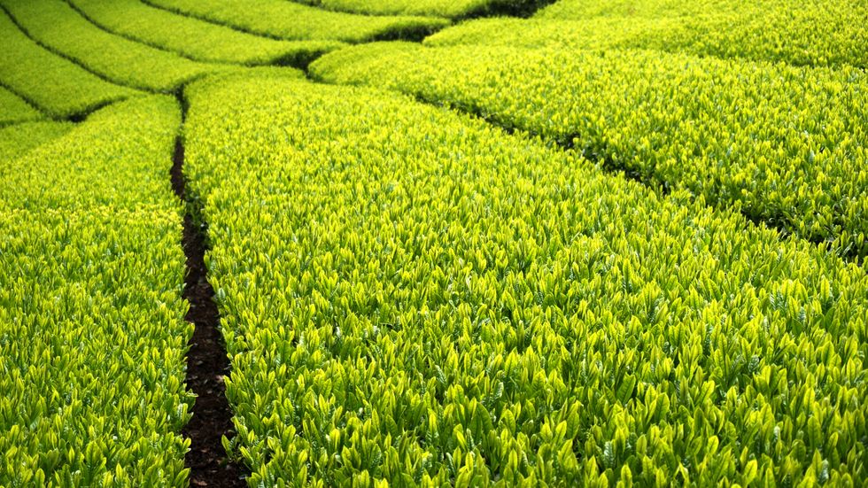 tea-field