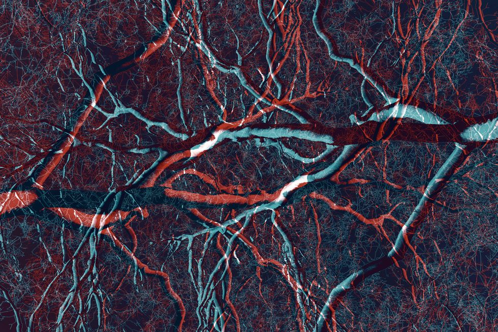Trees or veins? (Photo: Credit: Carlos ZGZ / Flickr)