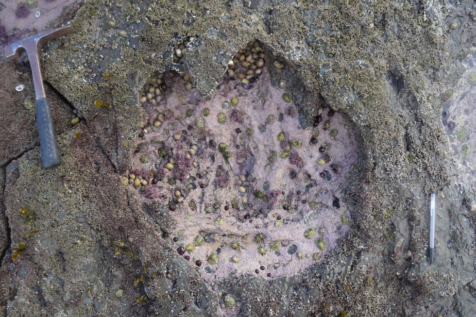 Giant dinosaur tracks found in Scotland reveal the secrets of the Jurassic period