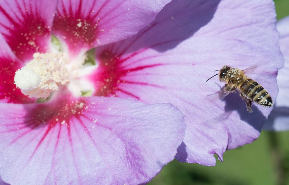 Pollen doing it’s thing