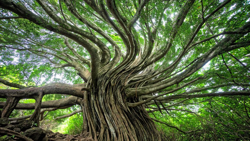 Swirling branches of a tree.