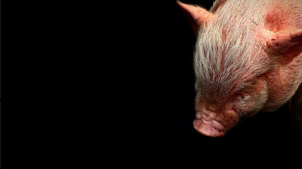 Zombie pig. (Photo: Pexels–Commons)