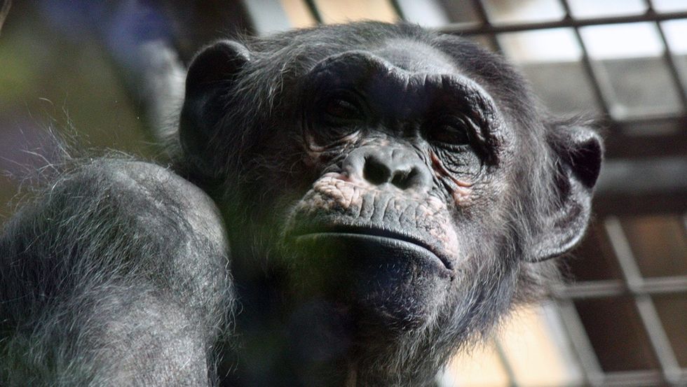 Chimpanzee at Antwerp Zoo (Photo: Hans De Bisschop)