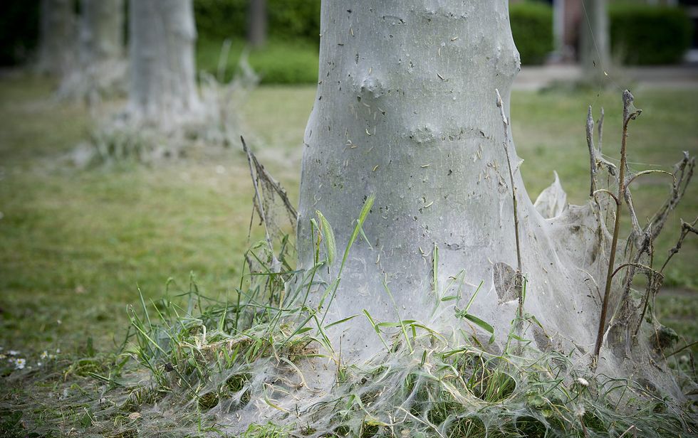 London crawling: Deadly caterpillars invade London