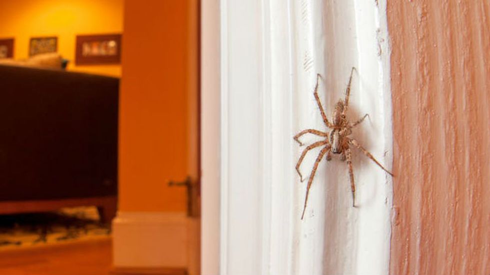 Should I kill spiders in my home? An entomologist explains why not to.