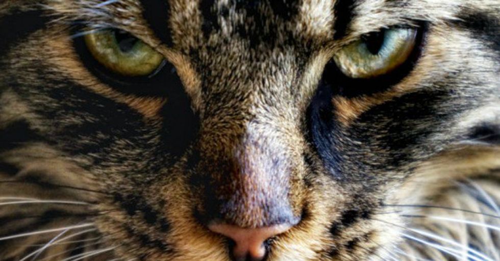 Cute And Lovable Animal Species That Are Actually Straight Up Dicks.