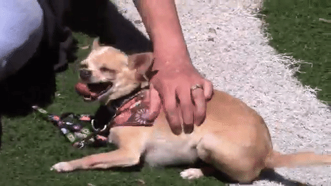 Dog Owners Share Tricks For Identifying Their Dog In A Crowd
