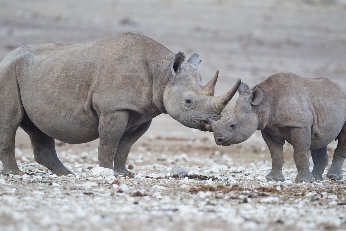 La seconda vita del rinoceronte bianco? Merito della maternità surrogata