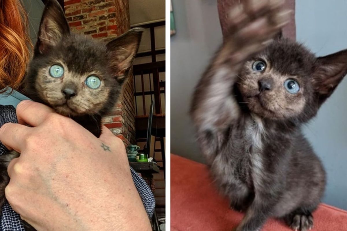 Orphaned Kitten Brought Back from the Brink, Grows Her Lost Fur Back in Different Color