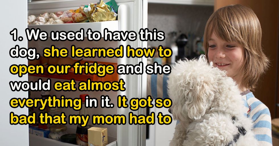 Shocked Pet Owners Reveal The Smartest Thing Their Fur Babies Ever Did
