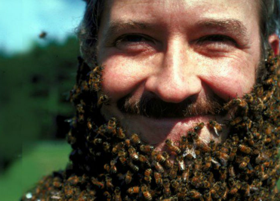 Why Do Bees Sting You If That Means They Die? The Answers To All The Things We've Ever Wondered About Bees And Their Behinds.