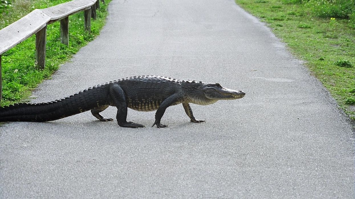 Alligator in South Carolina patiently uses crosswalk, demonstrating knowledge of traffic laws