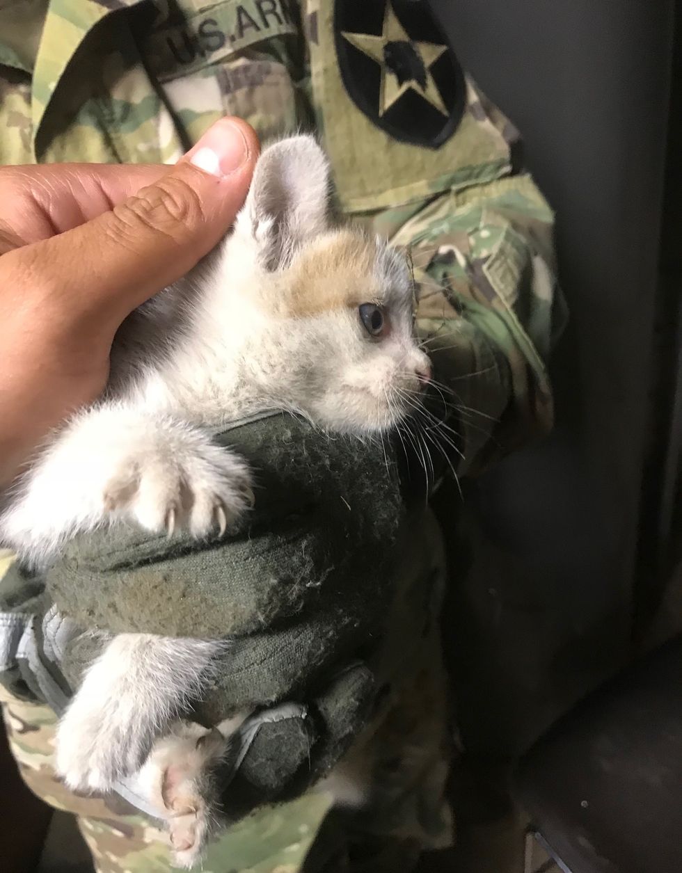 Man Saves Kitten Trapped In Ceiling His Cat Insists On Taking Her