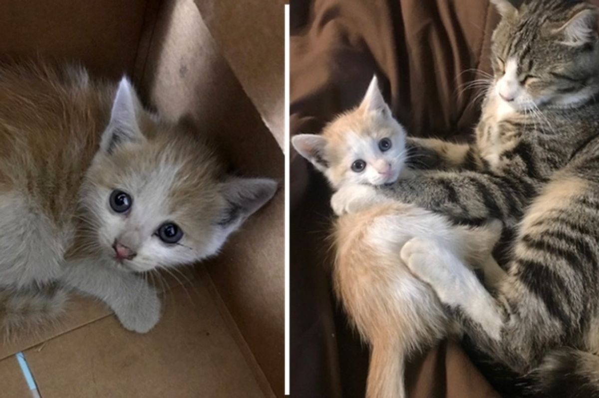 Man Saves Kitten Trapped In Ceiling His Cat Insists On Taking Her