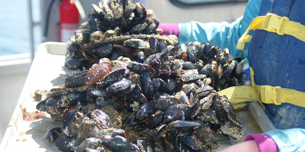 Mussels lose footing in more acidic ocean