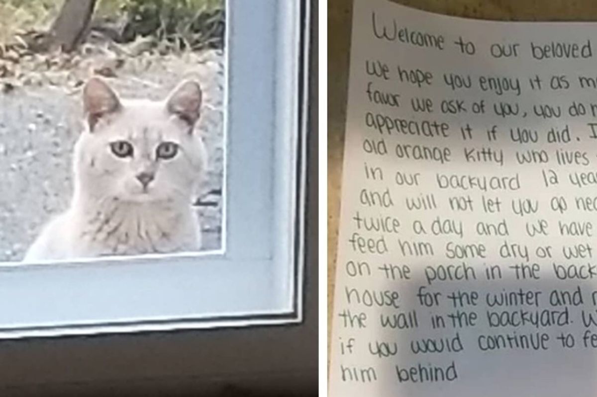 Family Moves into New Home and Surprised to Find Their House Comes With a Cat