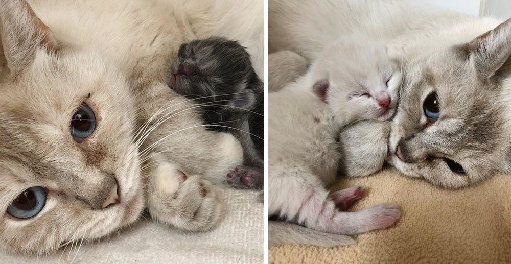 Feral Cat Mom Takes in Orphaned Kitten and Finds Comfort in Her Babies