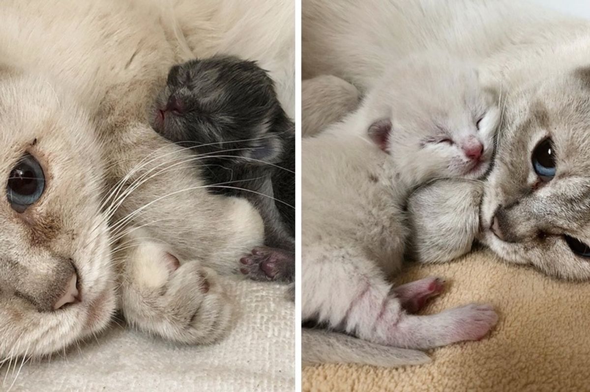 Feral Cat Mom Takes in Orphaned Kitten and Finds Comfort in Her Babies