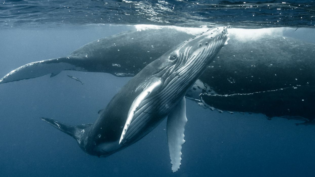 Dolphins Intervene To Protect Humpback Whale Mom And Her Calf From Five Males Wanting To Mate