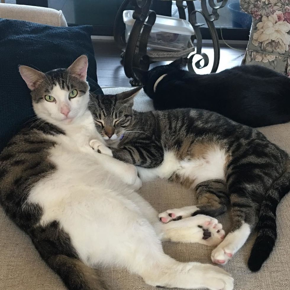 Cat with Twisty Legs Becomes Foster Dad to Kittens Who are Rescues Like ...