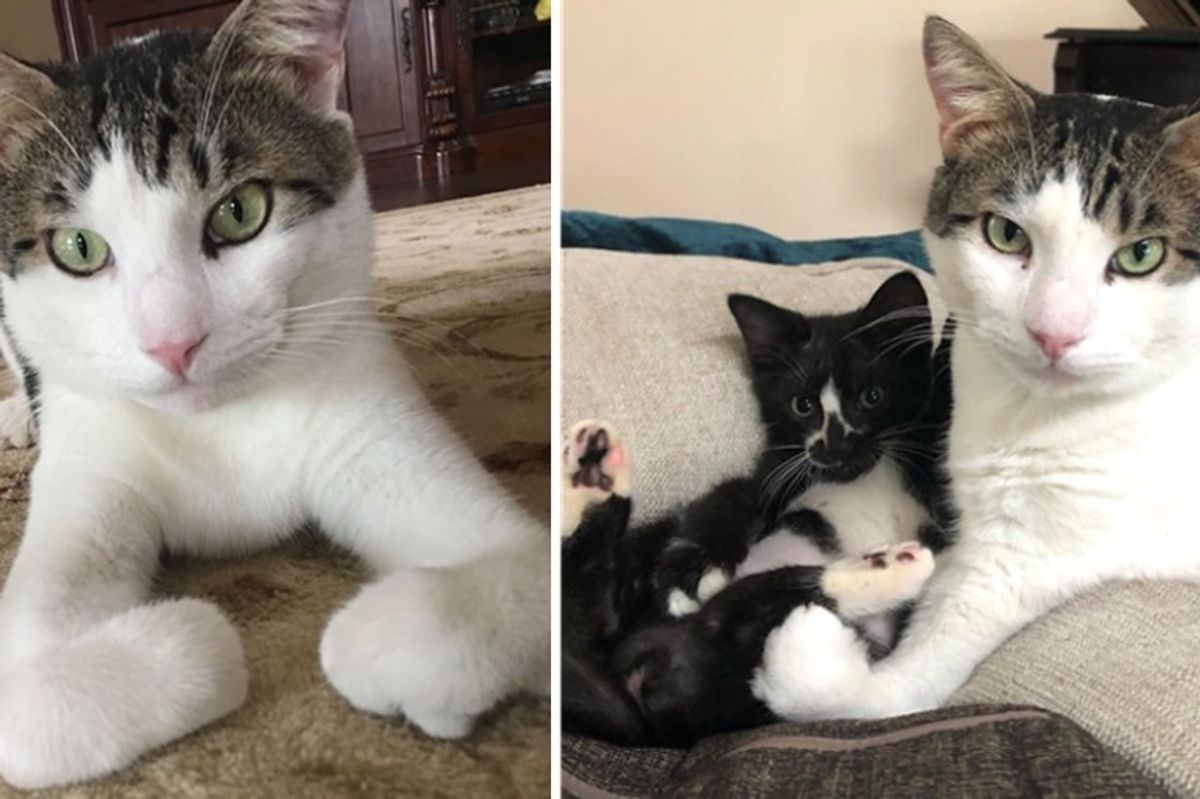 Cat with Twisty Legs Becomes Foster Dad to Kittens Who are Rescues Like Him