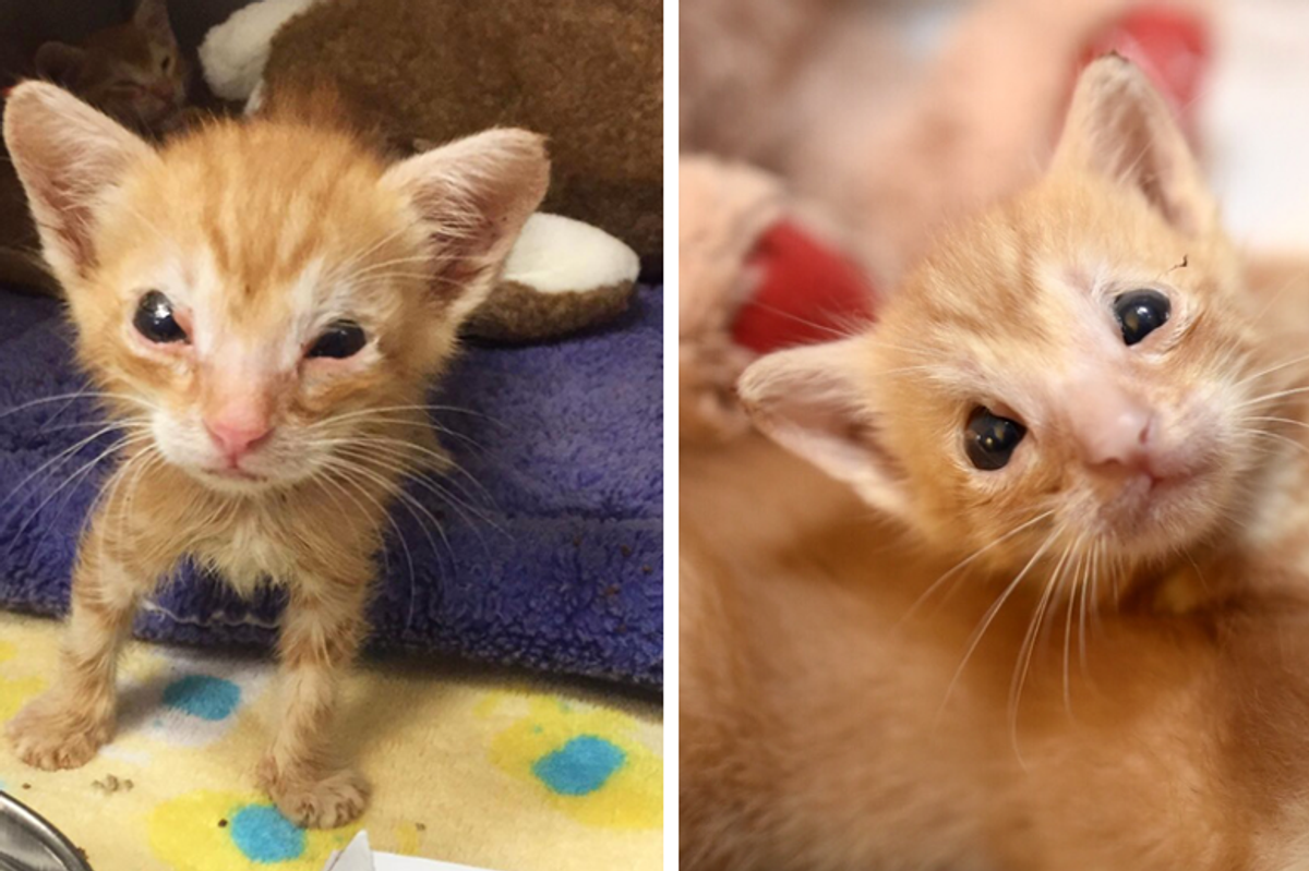 Kitten Who was Born without Eyelids and Couldn't Grow, Never Gives Up
