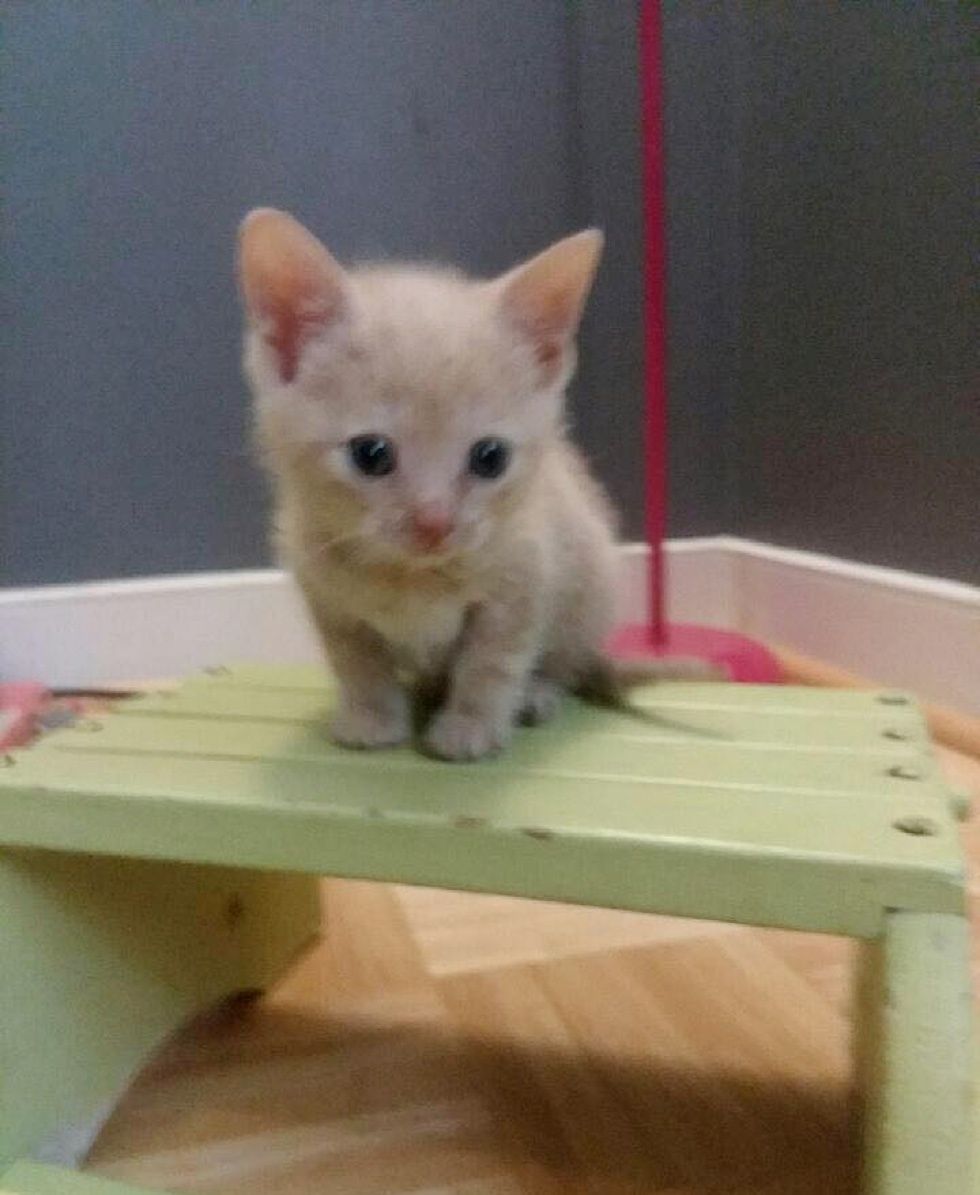 kitten feeding station