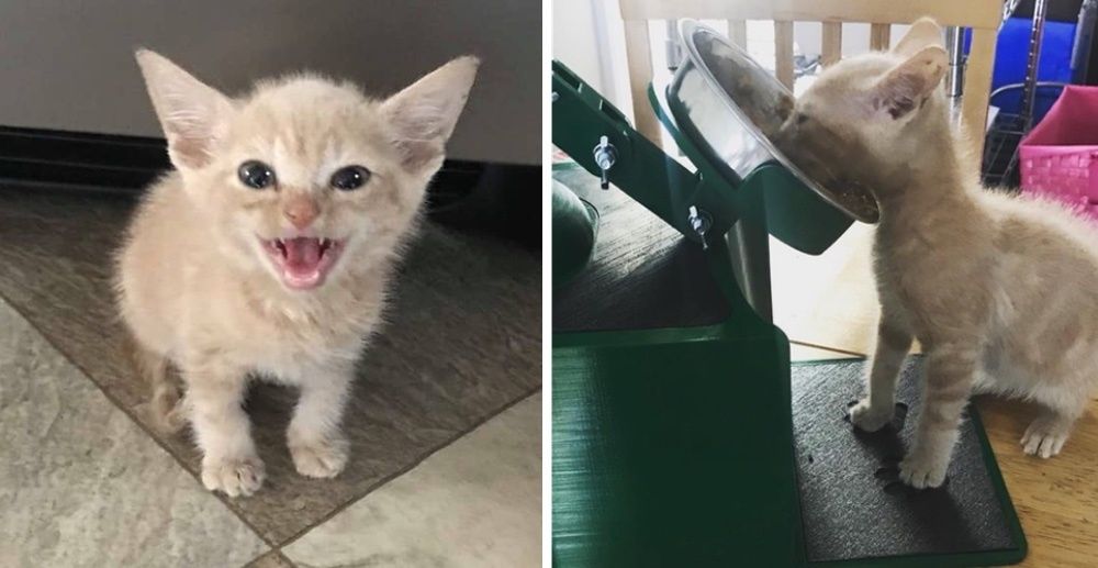 kitten feeding station