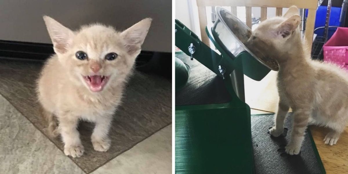 Kitten Couldn't Swallow Food So Man Built Him a Feeding Station - Love Meow