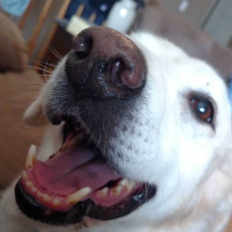 10 Reasons Why Dogs Are 110 Amazing