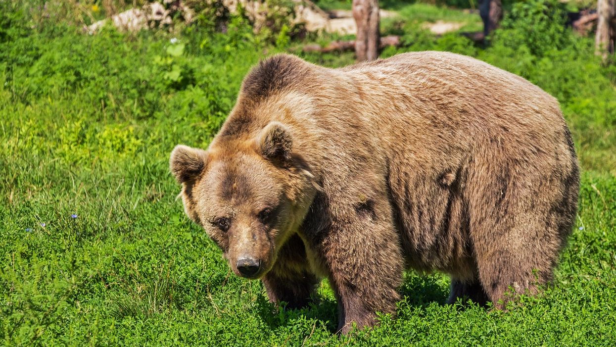 A North Carolina woman's delivery was interrupted by a bear