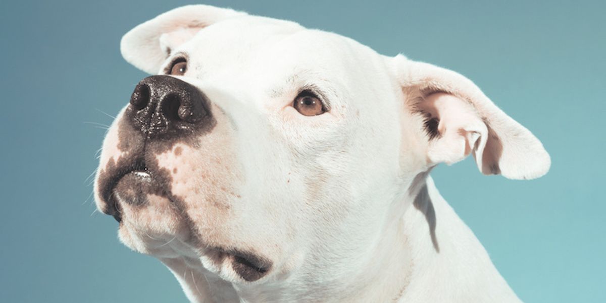 How a Sweet Pit Bull Inspired a Healing Cannabis Balm