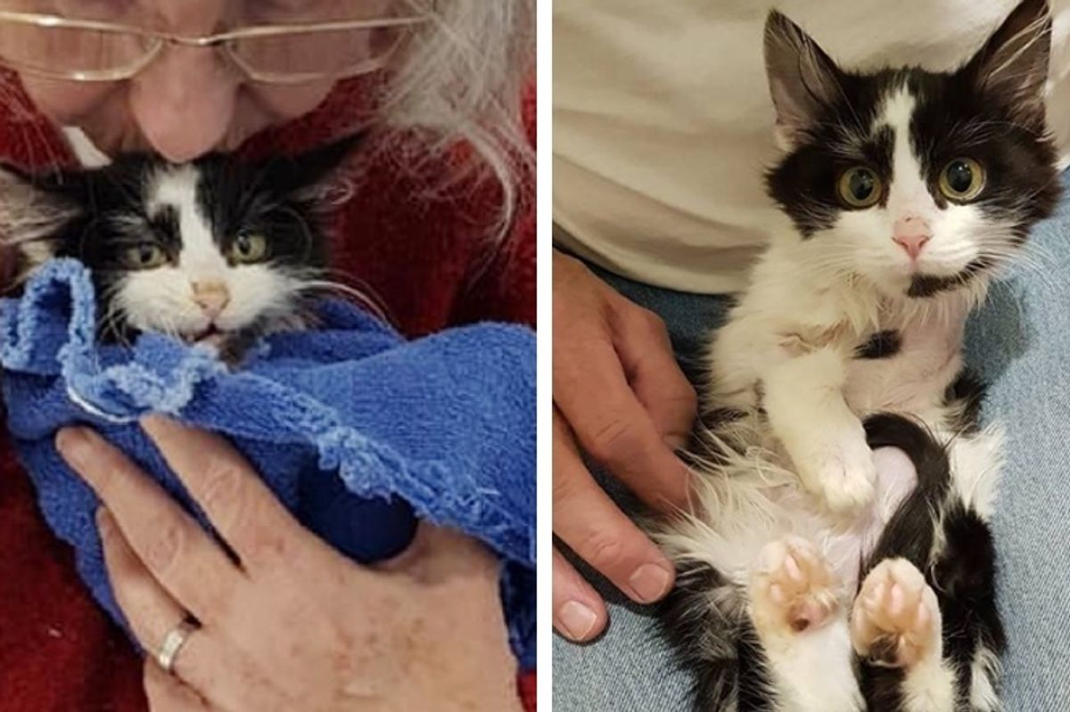 Kitten Found Hobbling on the Road Can't Stop Cuddling After They Saved Her Life