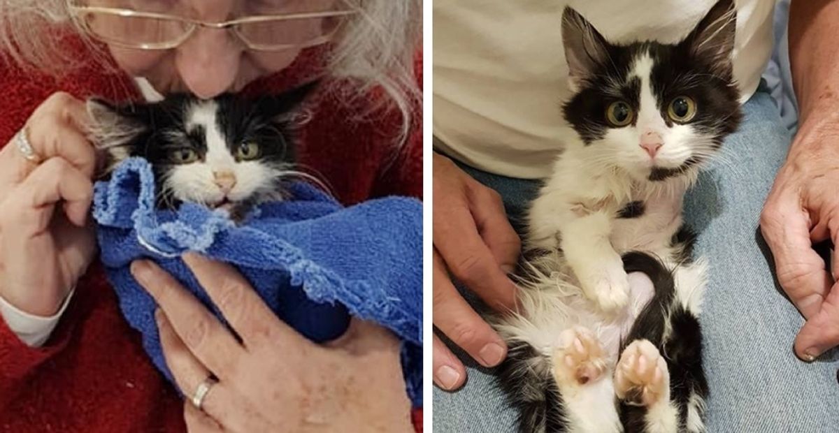 Kitten Found Hobbling on the Road Can't Stop Cuddling After They Saved Her Life