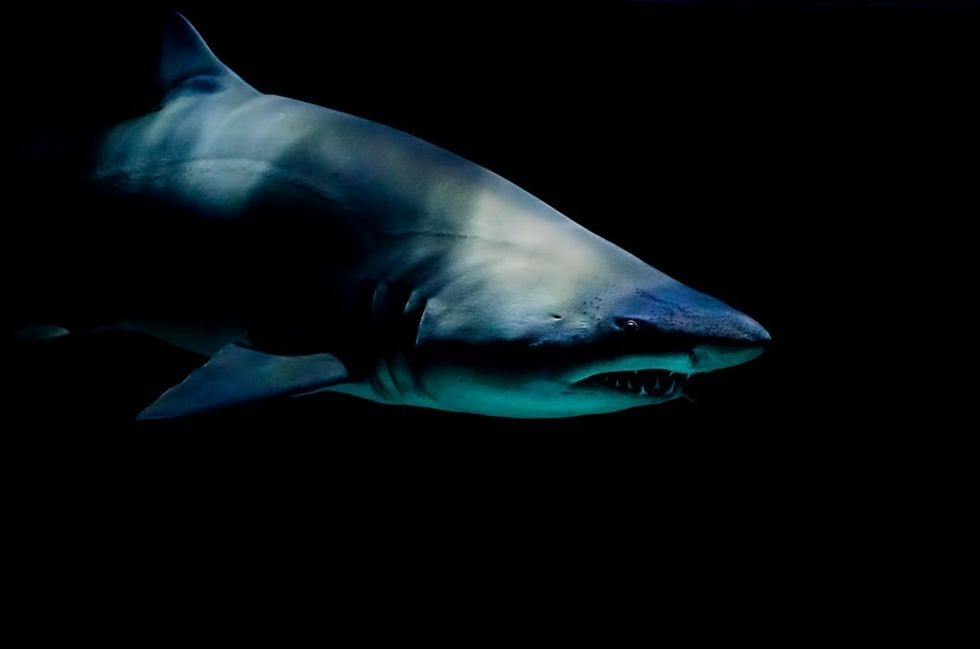 Jaws: More Than A Simple Shark Tale
