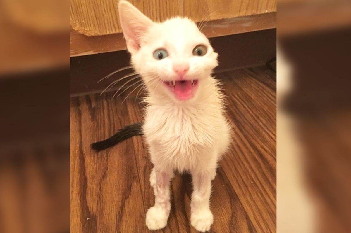 Kitten With One Ear Finds Someone Who Saved Her Life, and Follows Her Everywhere She Goes