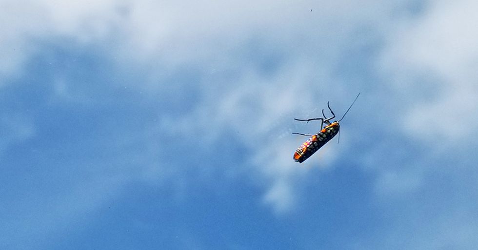 Moth