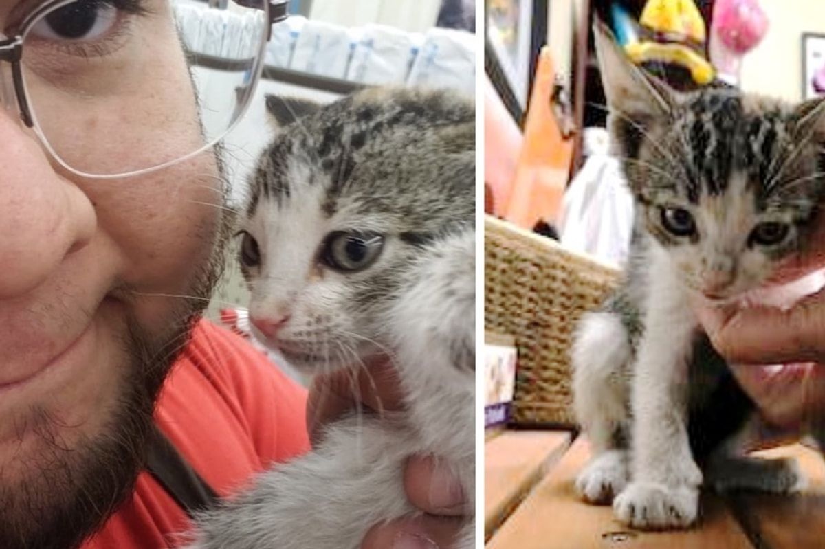 Kitten Who Was Abandoned at Store, Thinks This Bearded Man is Her Mom