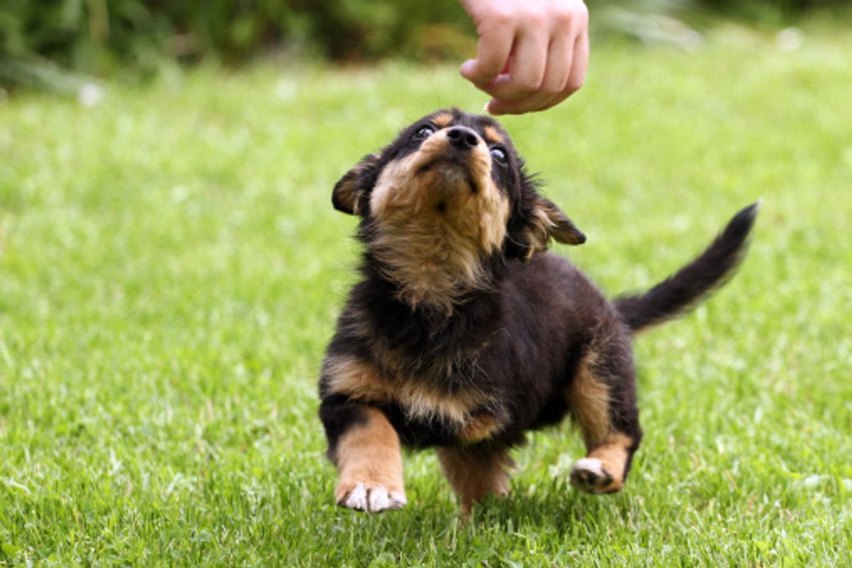 7 Easy Ways To Help Your Dog Live A Long, Healthy Life