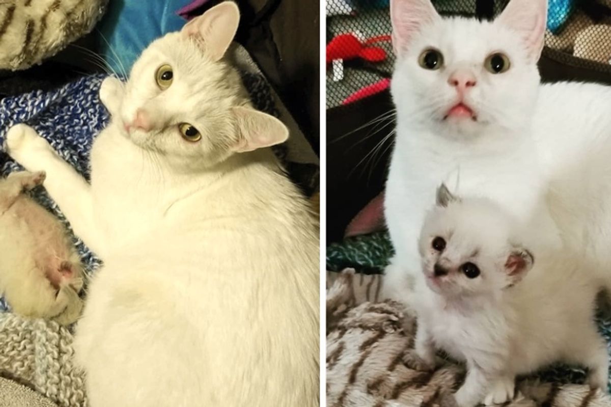 Cat Takes Orphaned Kitten Under His Wing and Raises Her into Gorgeous Cat