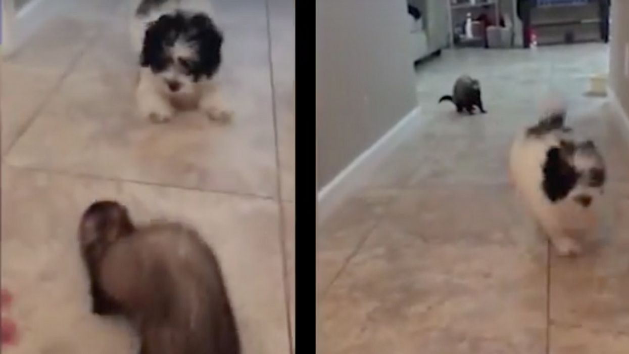 Pet Ferret Shows New Puppy Who's Boss—And Then Promptly Moonwalks Out Of View 😵