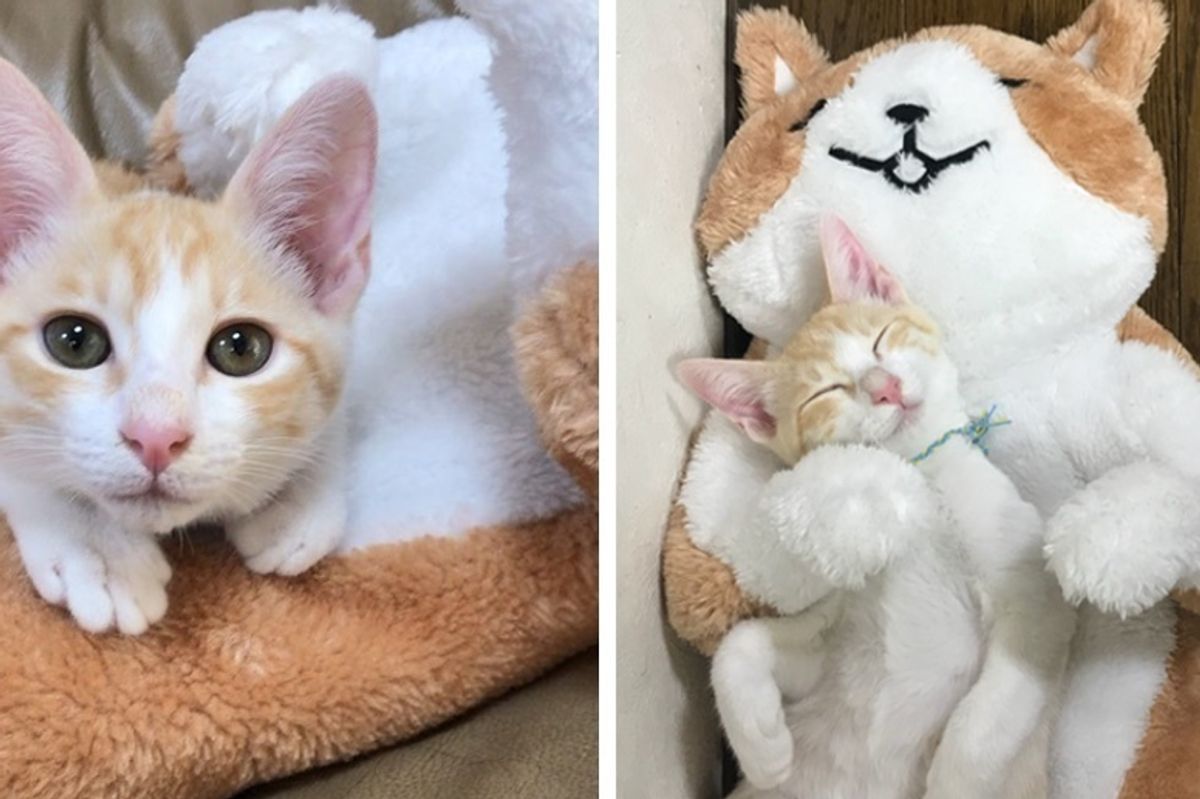 Orphaned Kitten Misses His Mom So They Give Him 'New Mom' to Cuddle With
