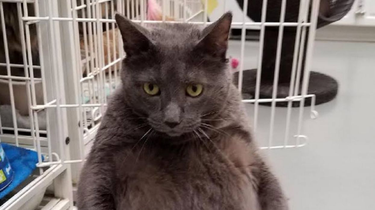 The World Is Falling In Love With This Fat Cat Who Walks On Two Legs