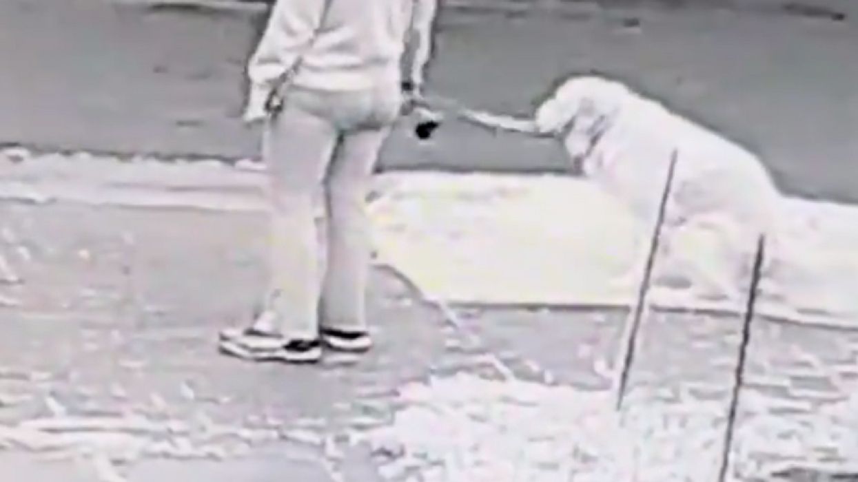 Property Owner's Way Of 'Shaming' Dog Walker Who Doesn't Pick Up After Pet Is Going Viral