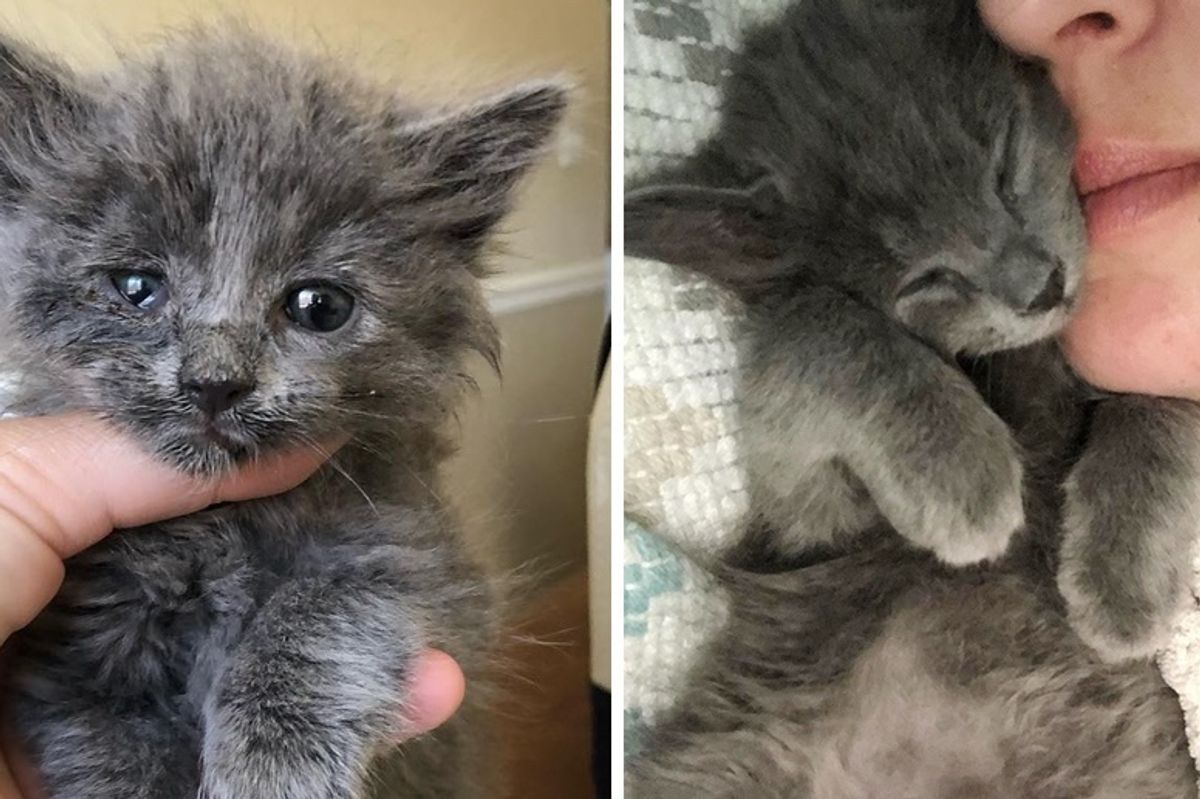 Kitten Rescued From Street in Unbearable Heat Finds Love Through Cuddles